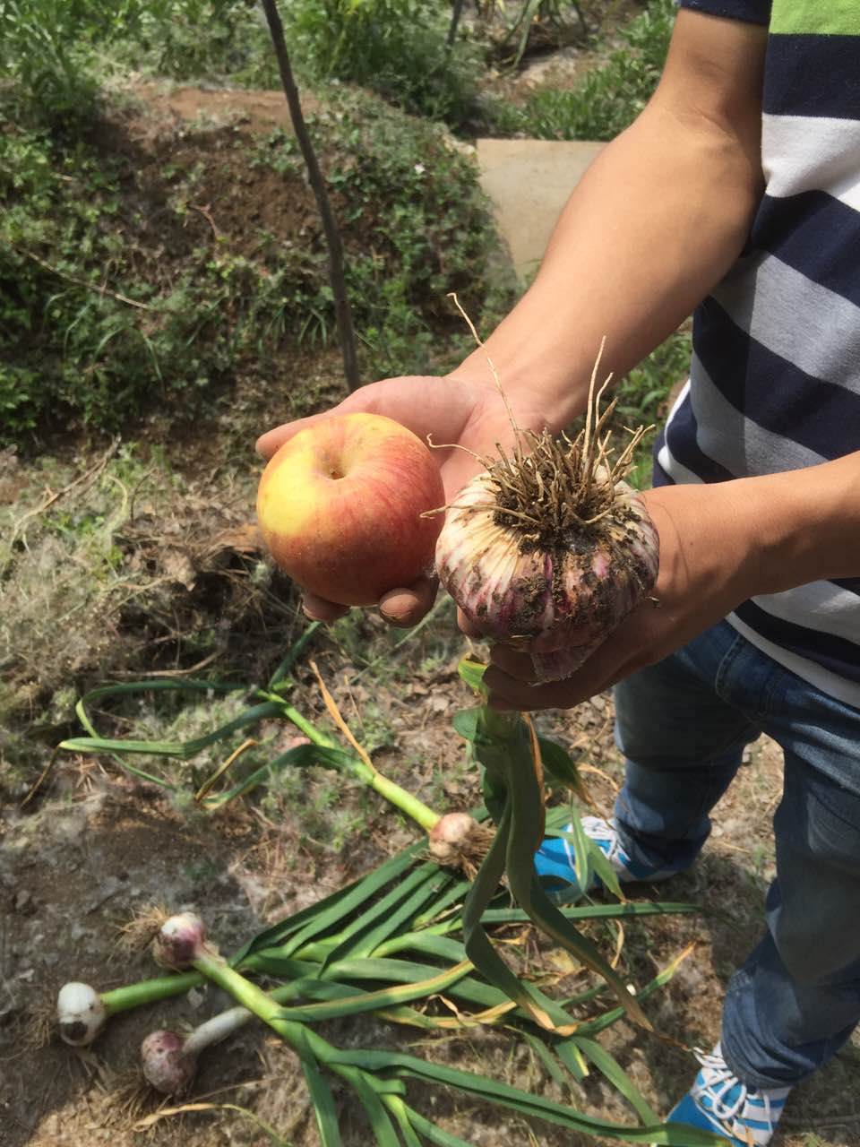 种植大蒜用什么肥好？糖心VLOG网站进入硫酸钾复合肥效果明显