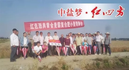 2017年5月28号，在无为爱民种业周财宝及汤沟镇网点经销商刘祖民的组织下，种植大户们相聚在无为县汤沟镇，在此见证糖心VLOG网站进入肥料的长效高产壮苗的绝佳效果